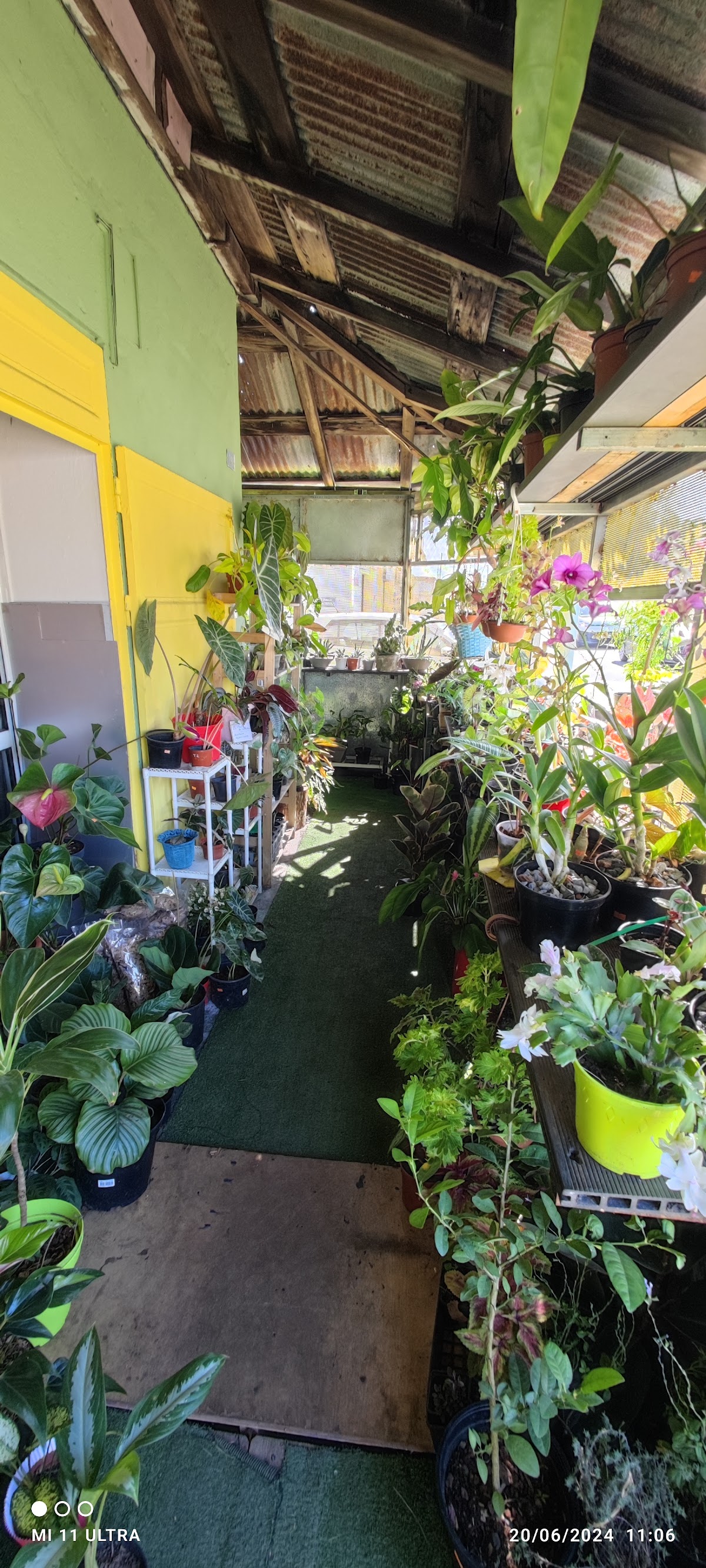 Orchidées Nature et Plantes - 1