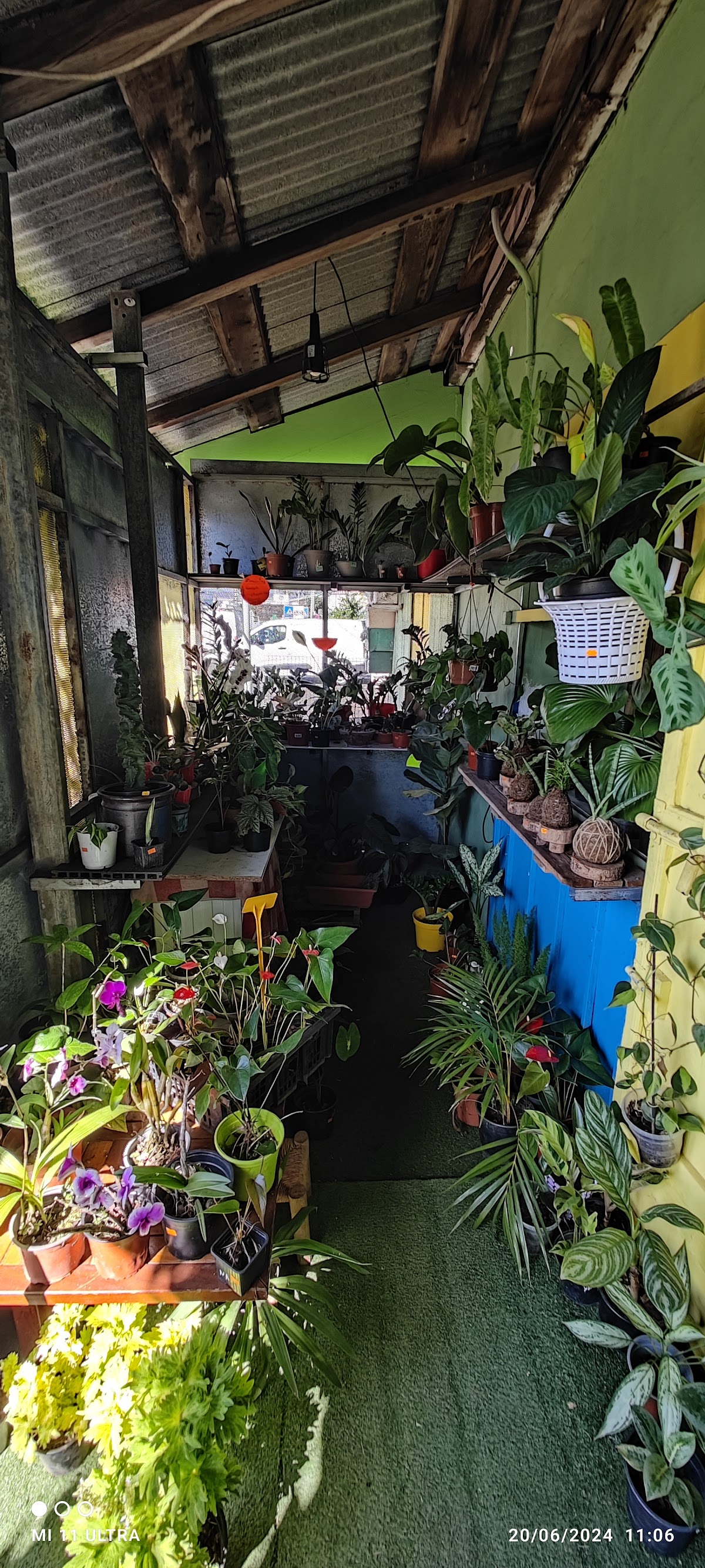 Orchidées Nature et Plantes - 3